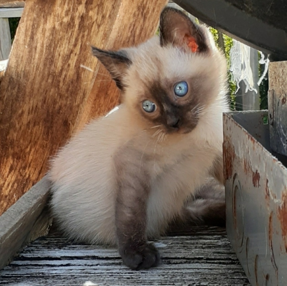 Meet your Posher, Heidi
